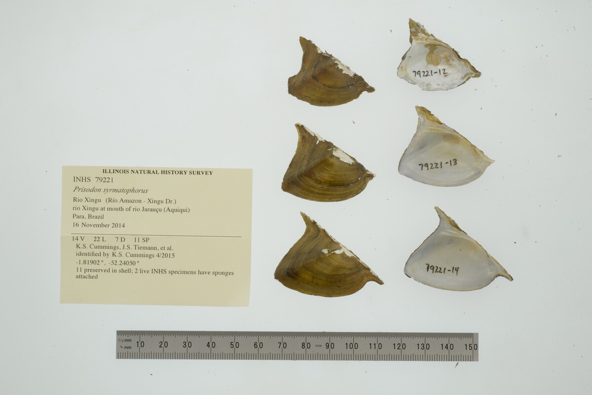 Prisodon image