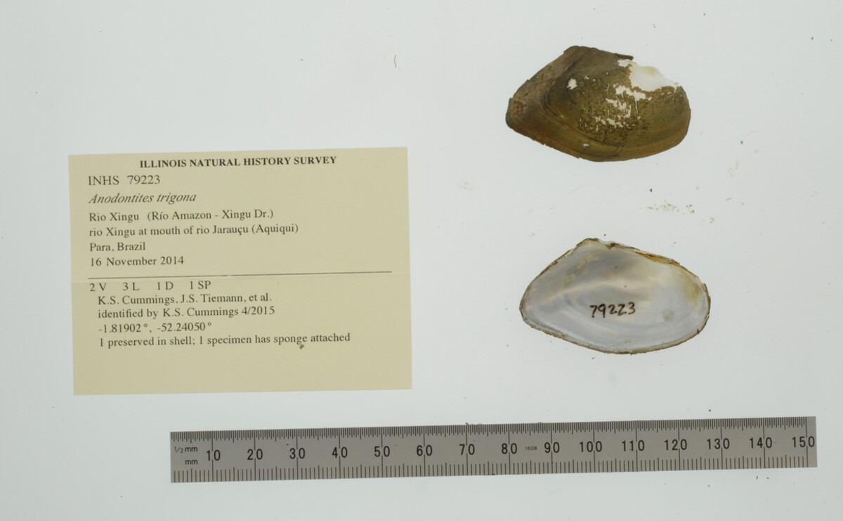 Anodontites trigona image