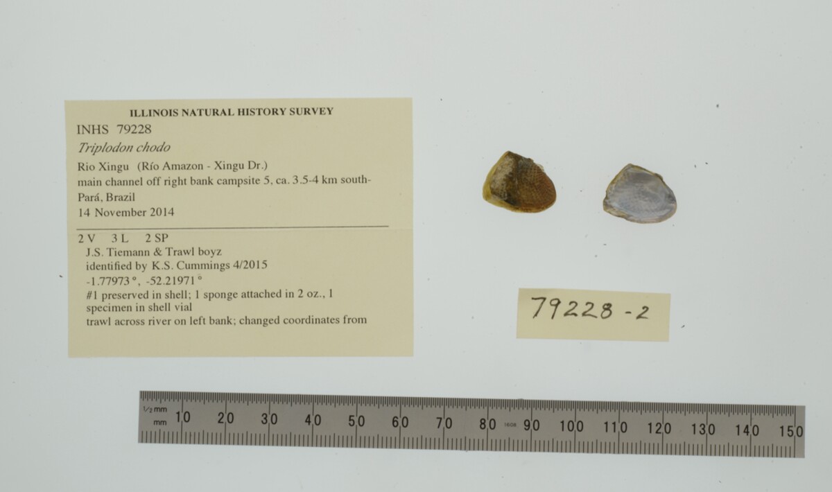 Triplodon chodo image