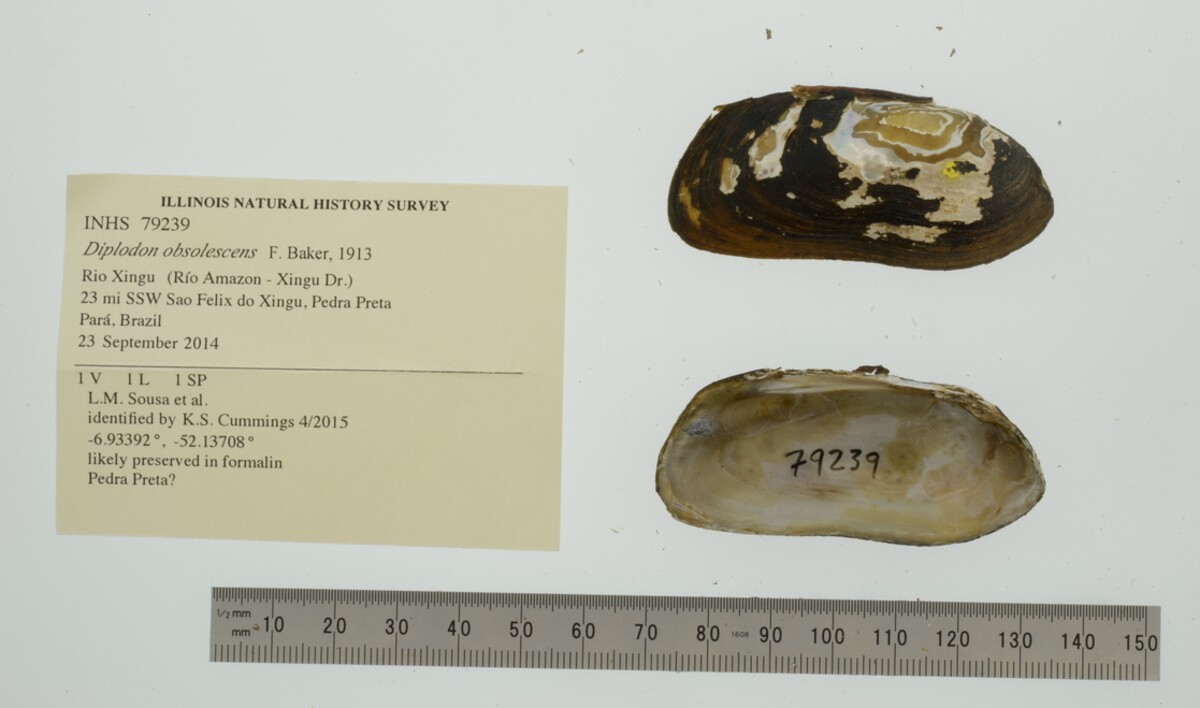 Diplodon image