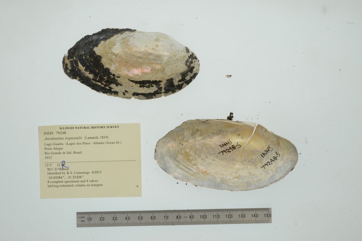 Anodontites image