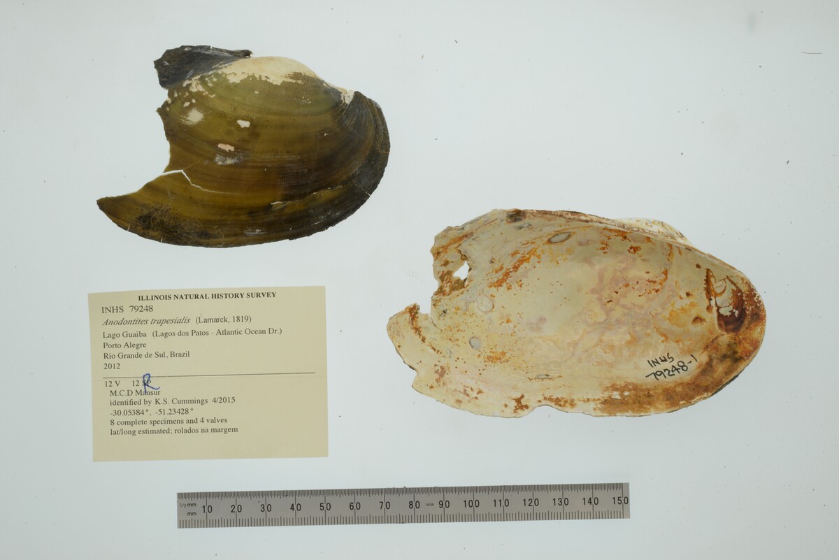 Anodontites image