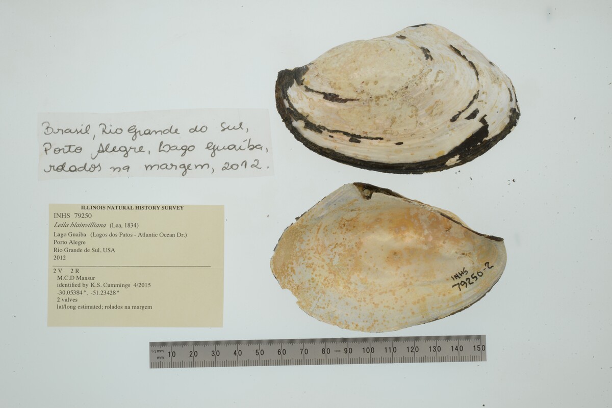 Leila blainvilliana image