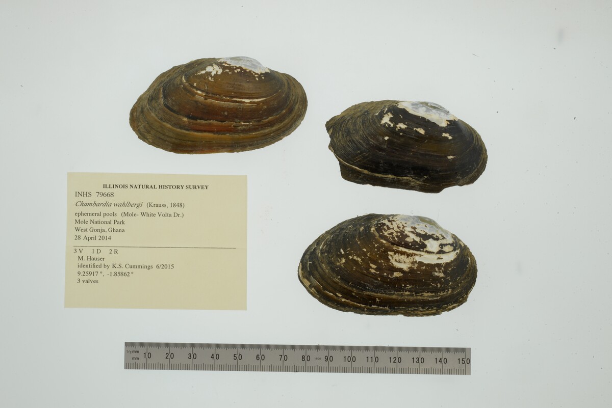 Aspathariinae image