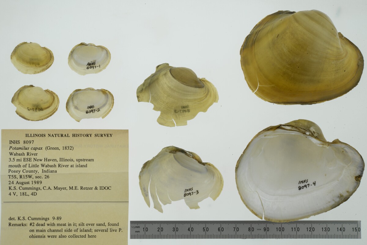 Potamilus image