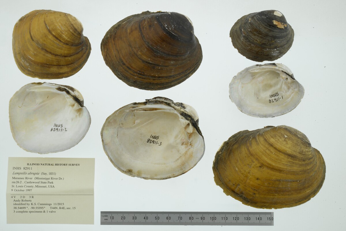 Lampsilis abrupta image
