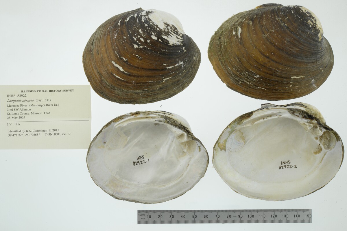 Lampsilis abrupta image