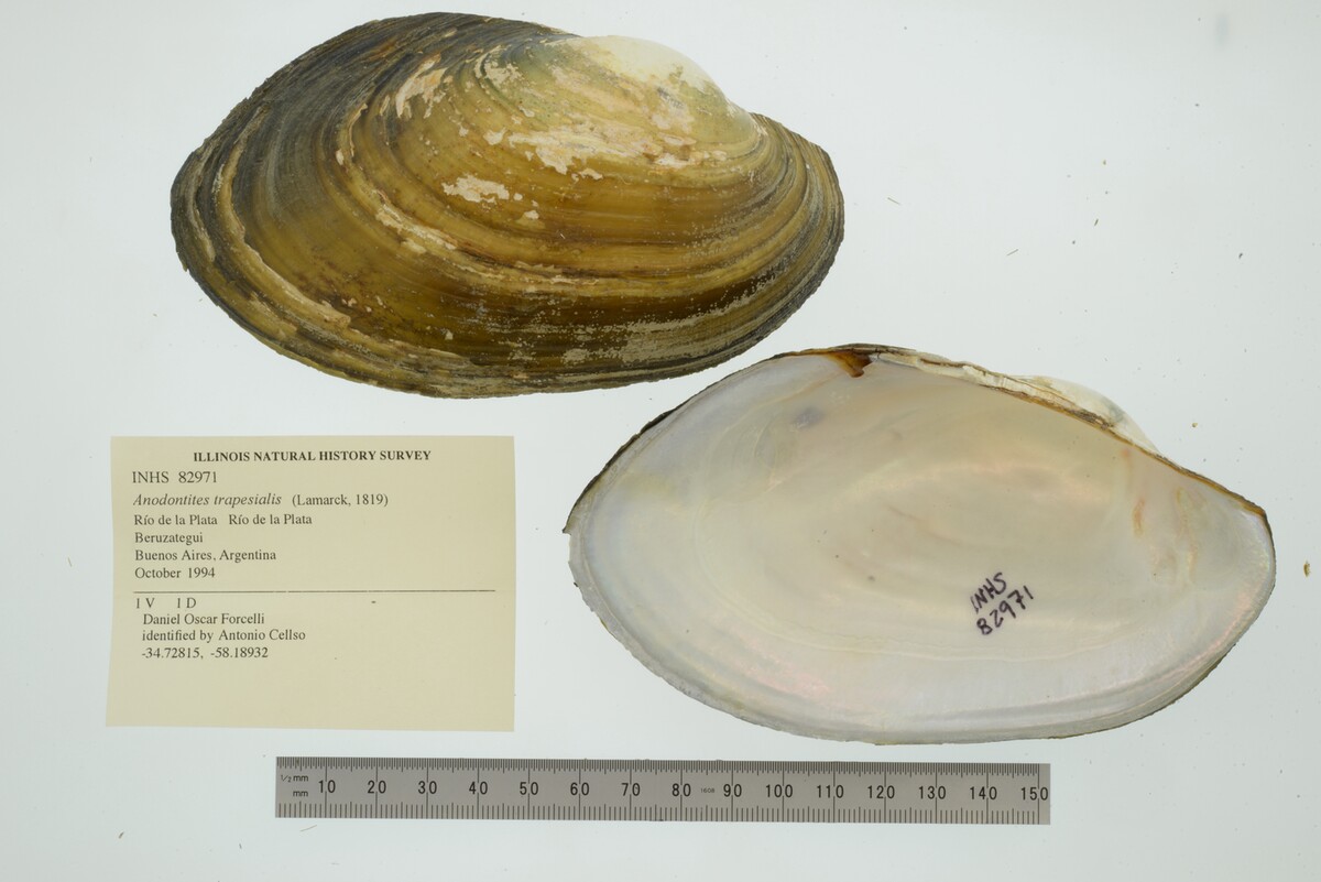 Anodontites trapesialis image