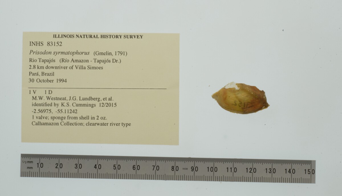 Prisodon image
