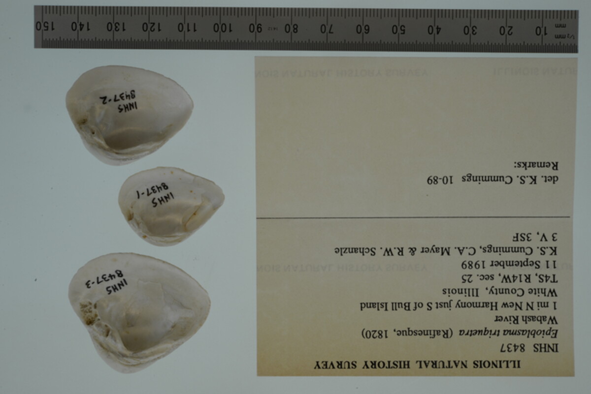 Epioblasma triquetra image