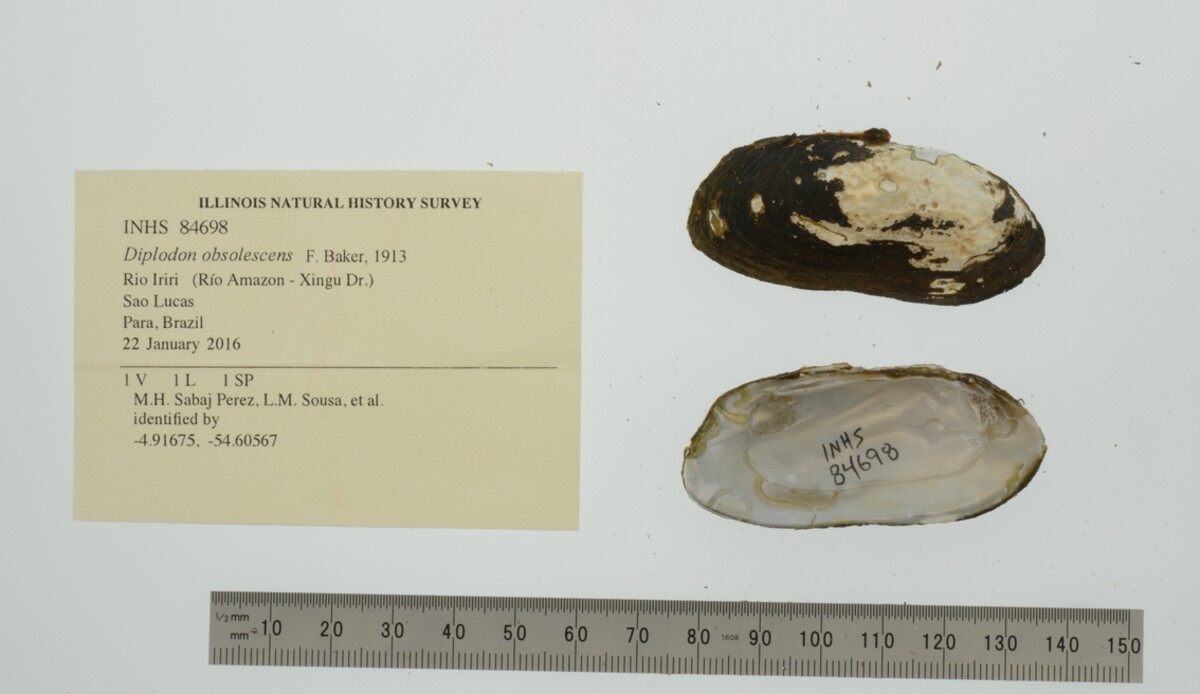Diplodon obsolescens image