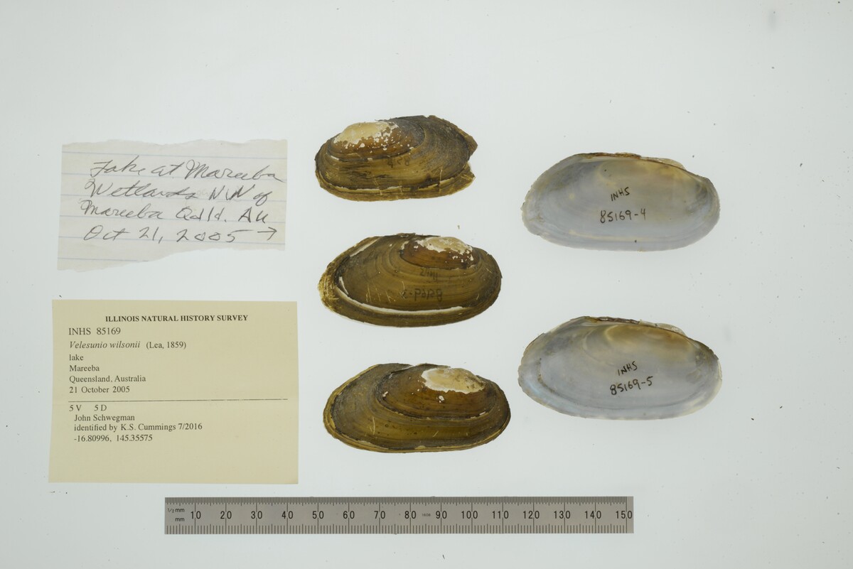 Velesunioninae image