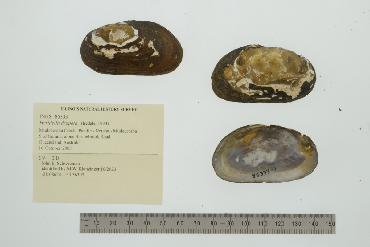 Hyridella drapeta image