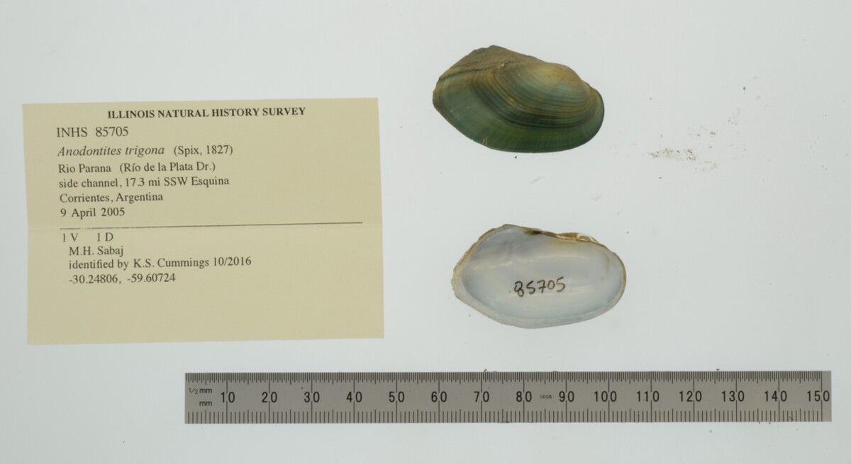 Anodontites trigona image