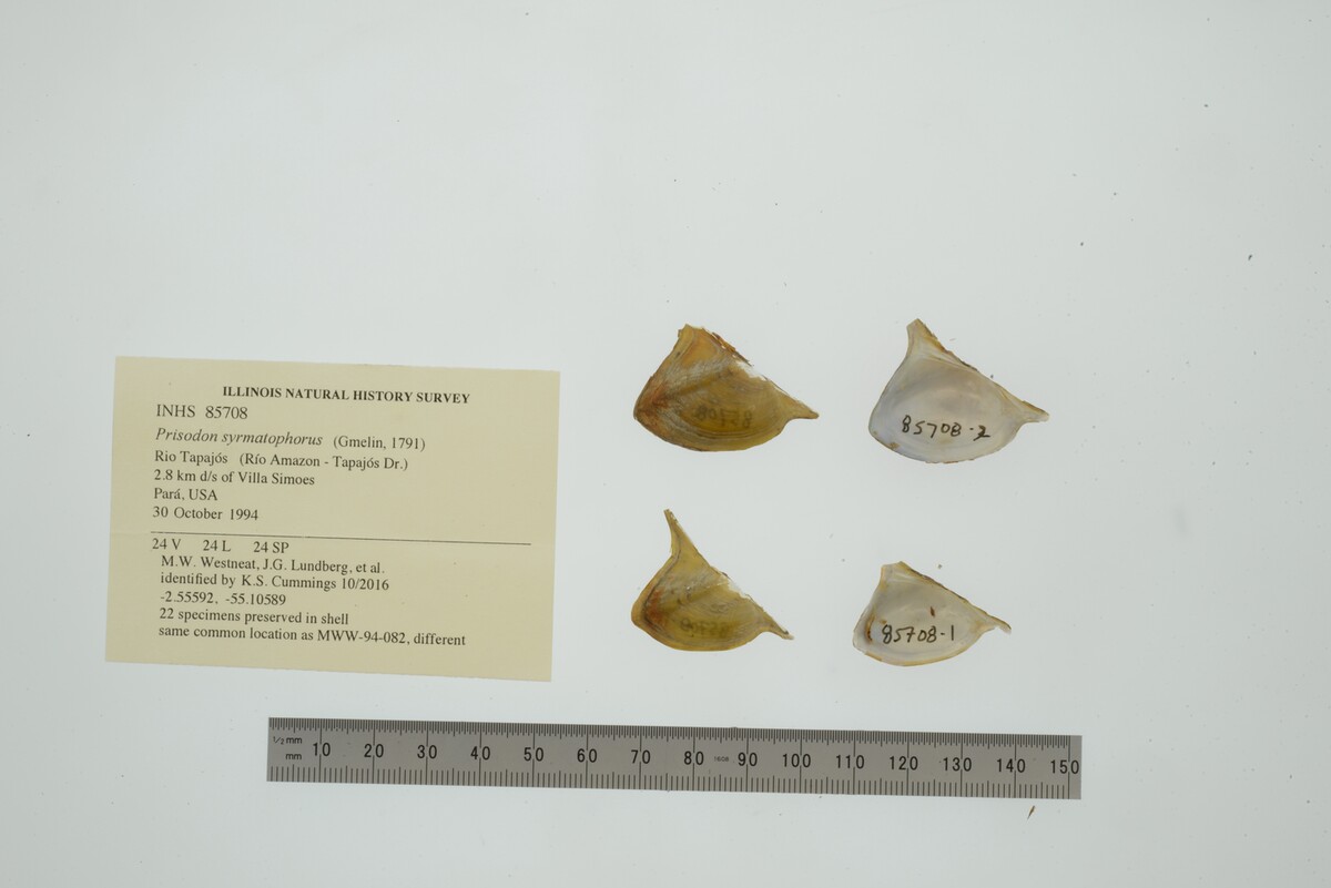Prisodon syrmatophorus image
