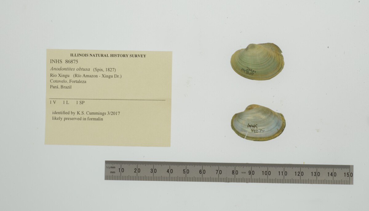 Anodontites obtusa image