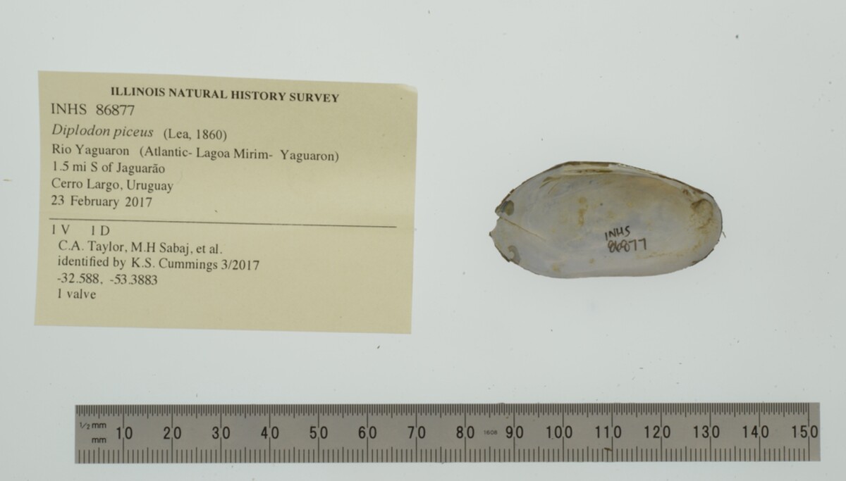 Diplodon piceus image