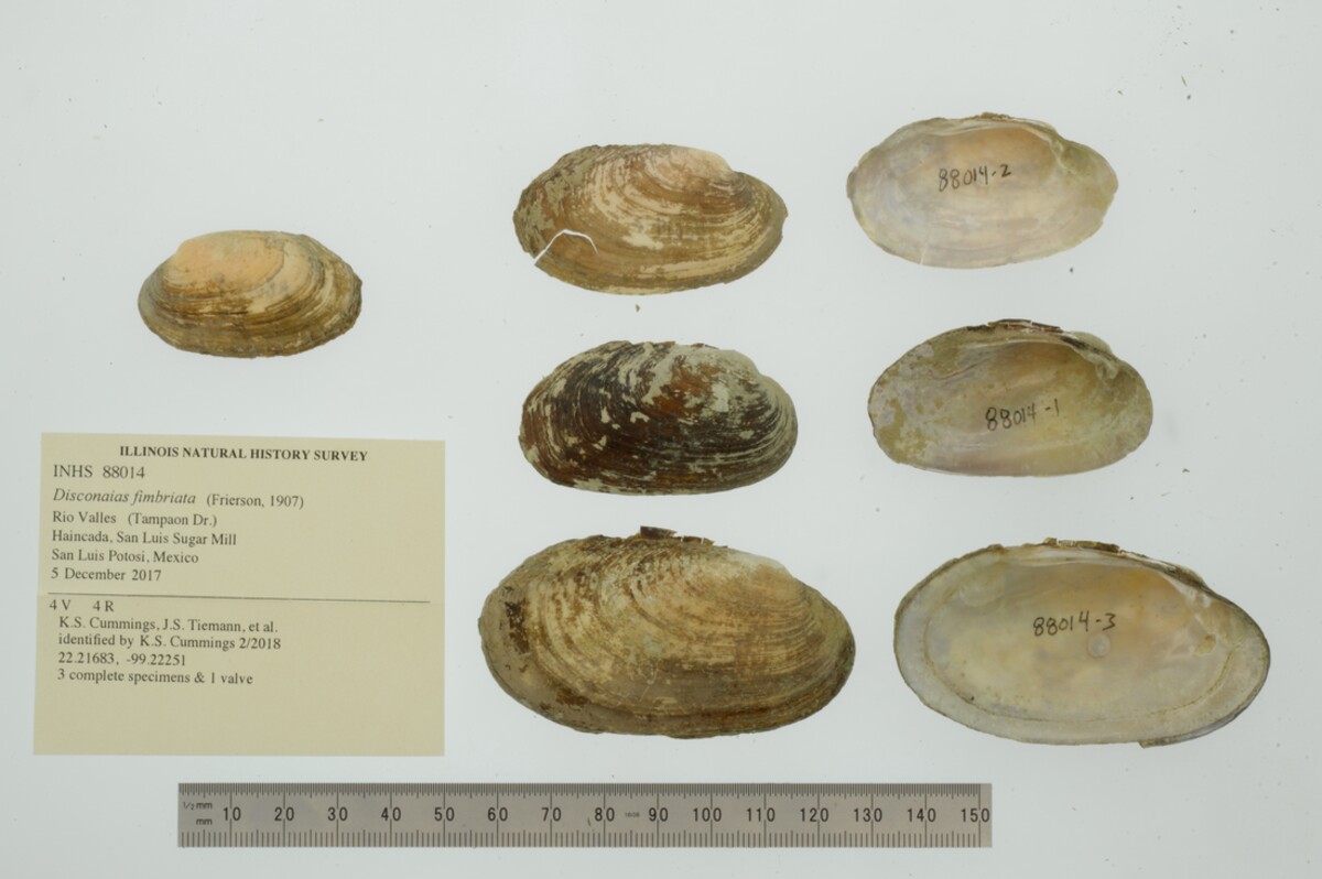 Disconaias fimbriata image