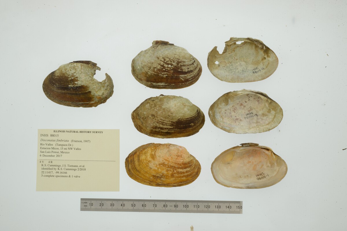 Disconaias fimbriata image