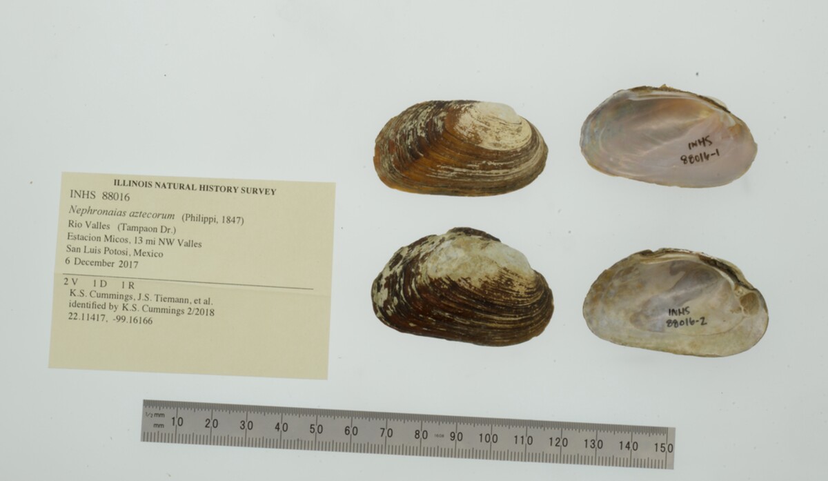 Nephronaias aztecorum image