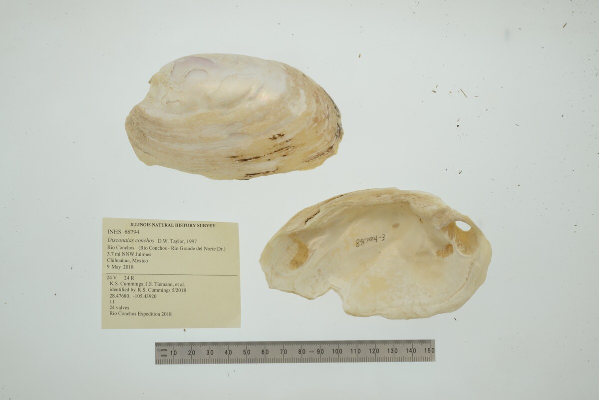 Disconaias conchos image