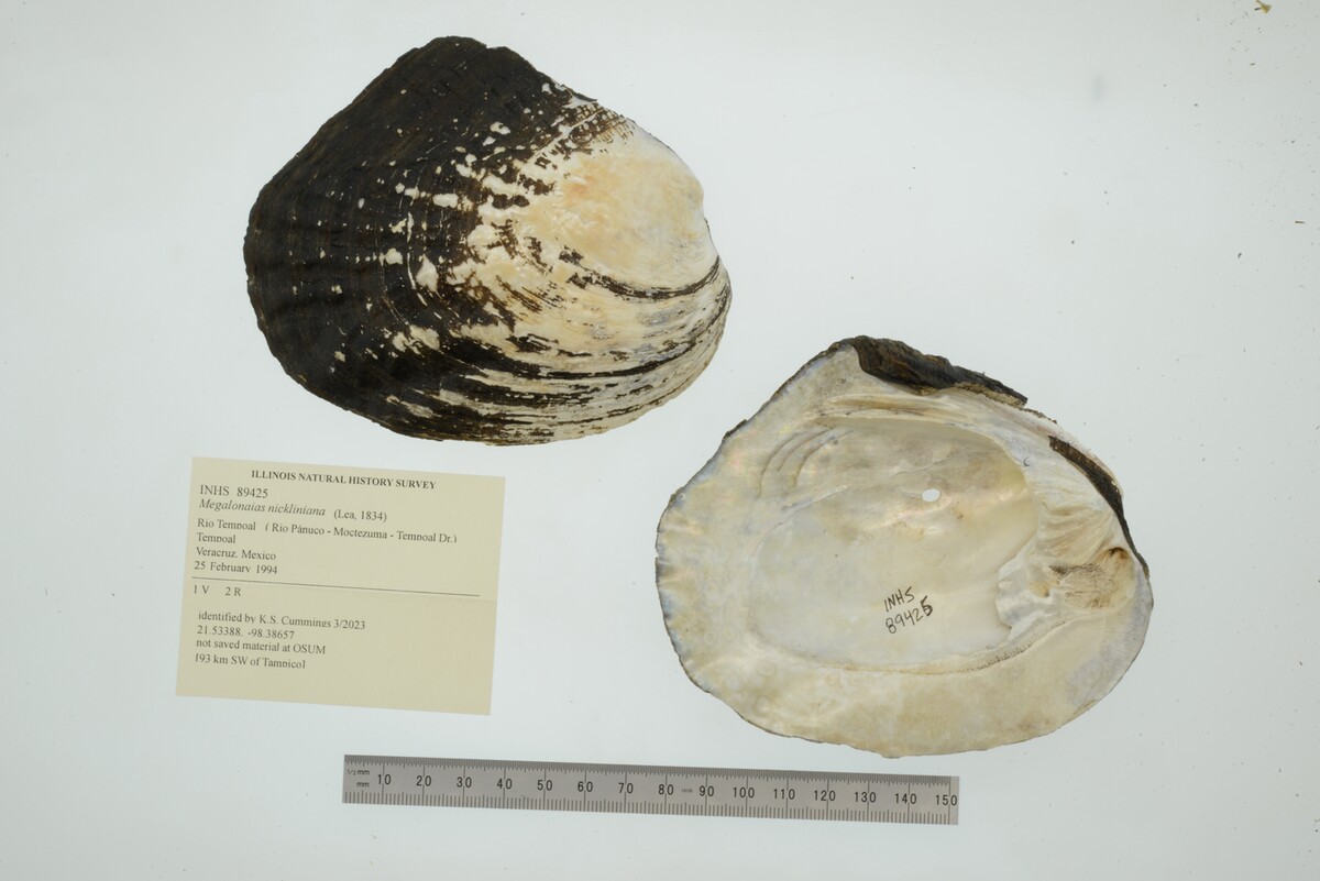 Megalonaias nickliniana image