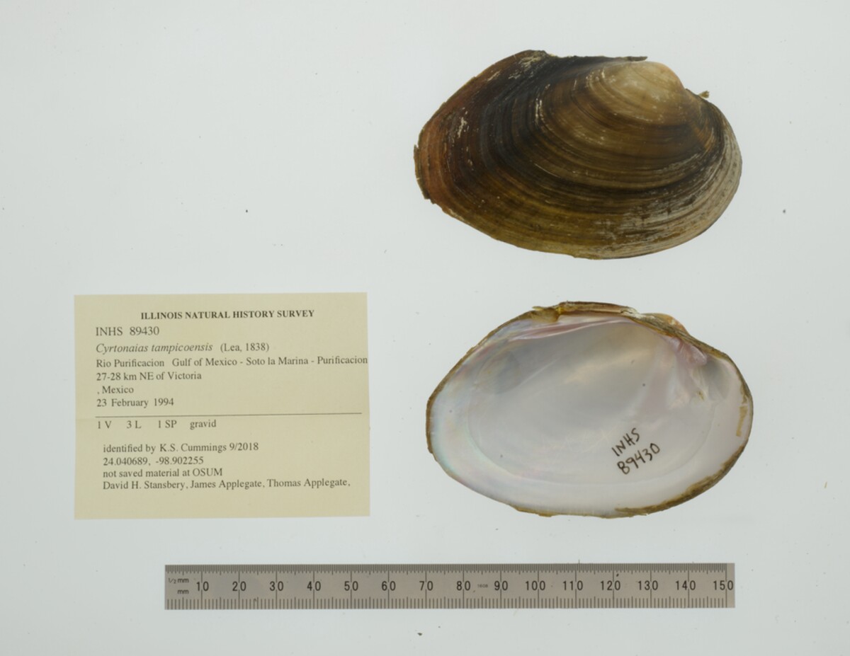Cyrtonaias tampicoensis image