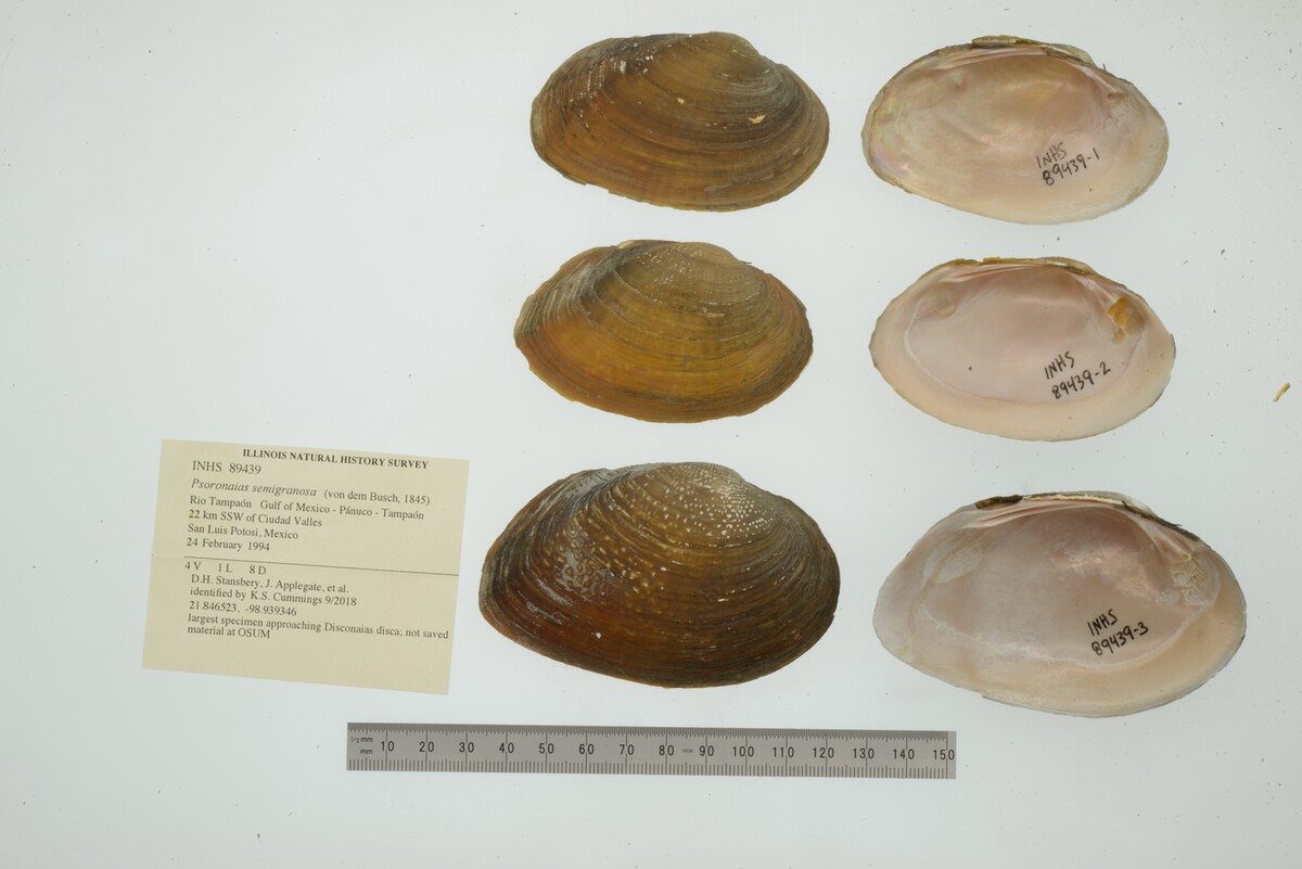 Psoronaias semigranosa image
