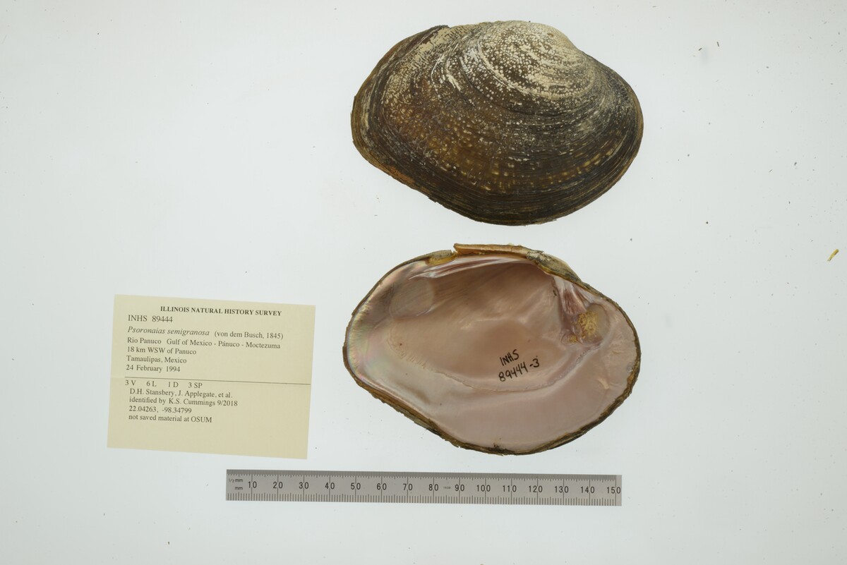 Psoronaias image
