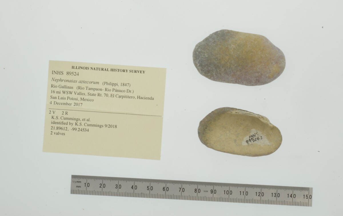 Nephronaias aztecorum image