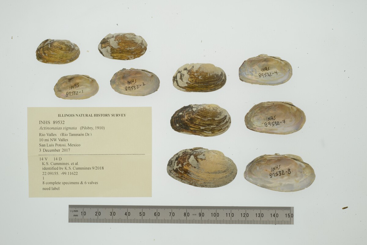 Actinonaias signata image