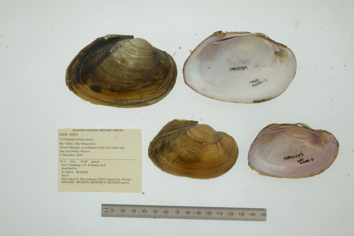 Cyrtonaias tampicoensis image