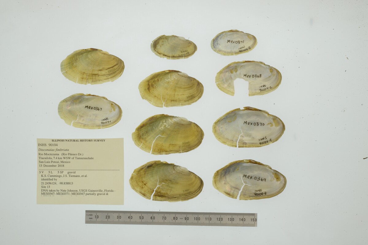Disconaias fimbriata image