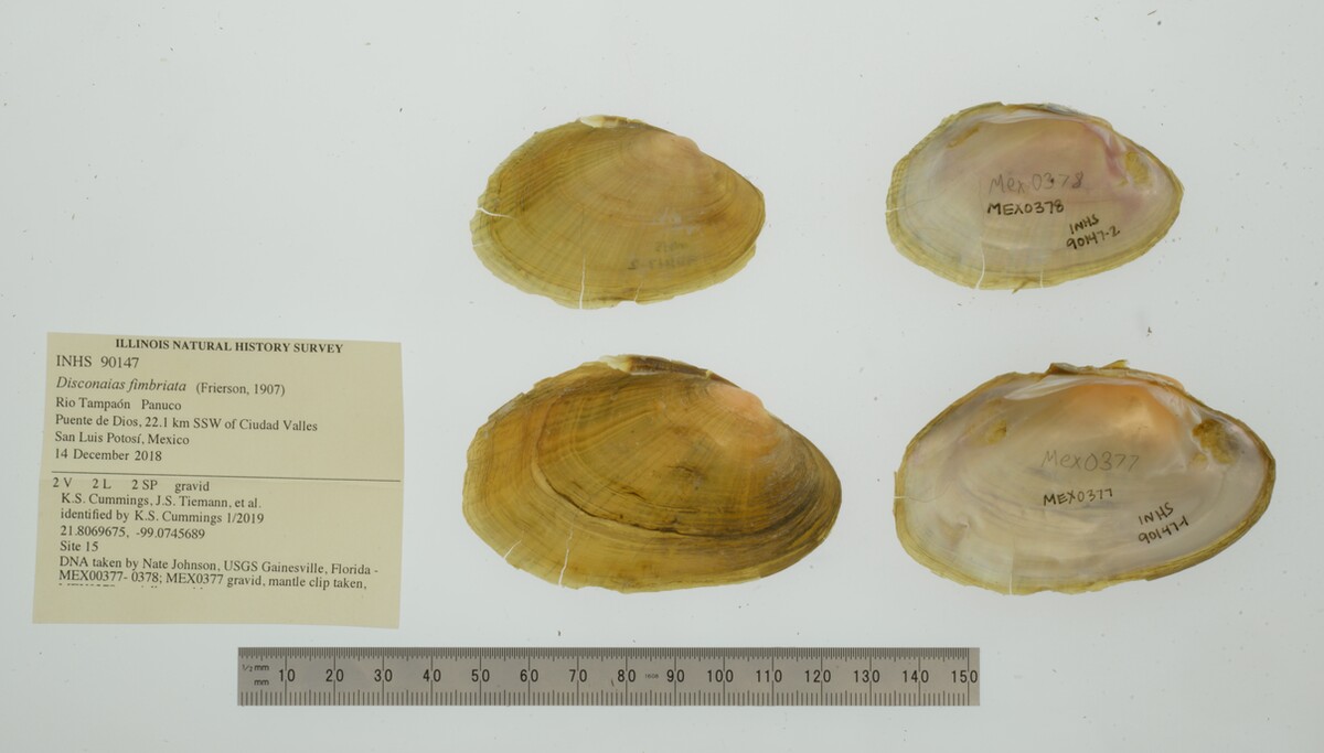 Disconaias fimbriata image