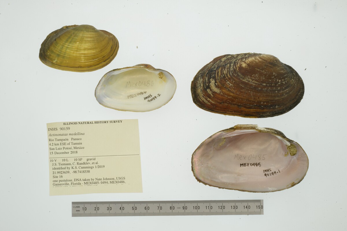 Actinonaias medellina image