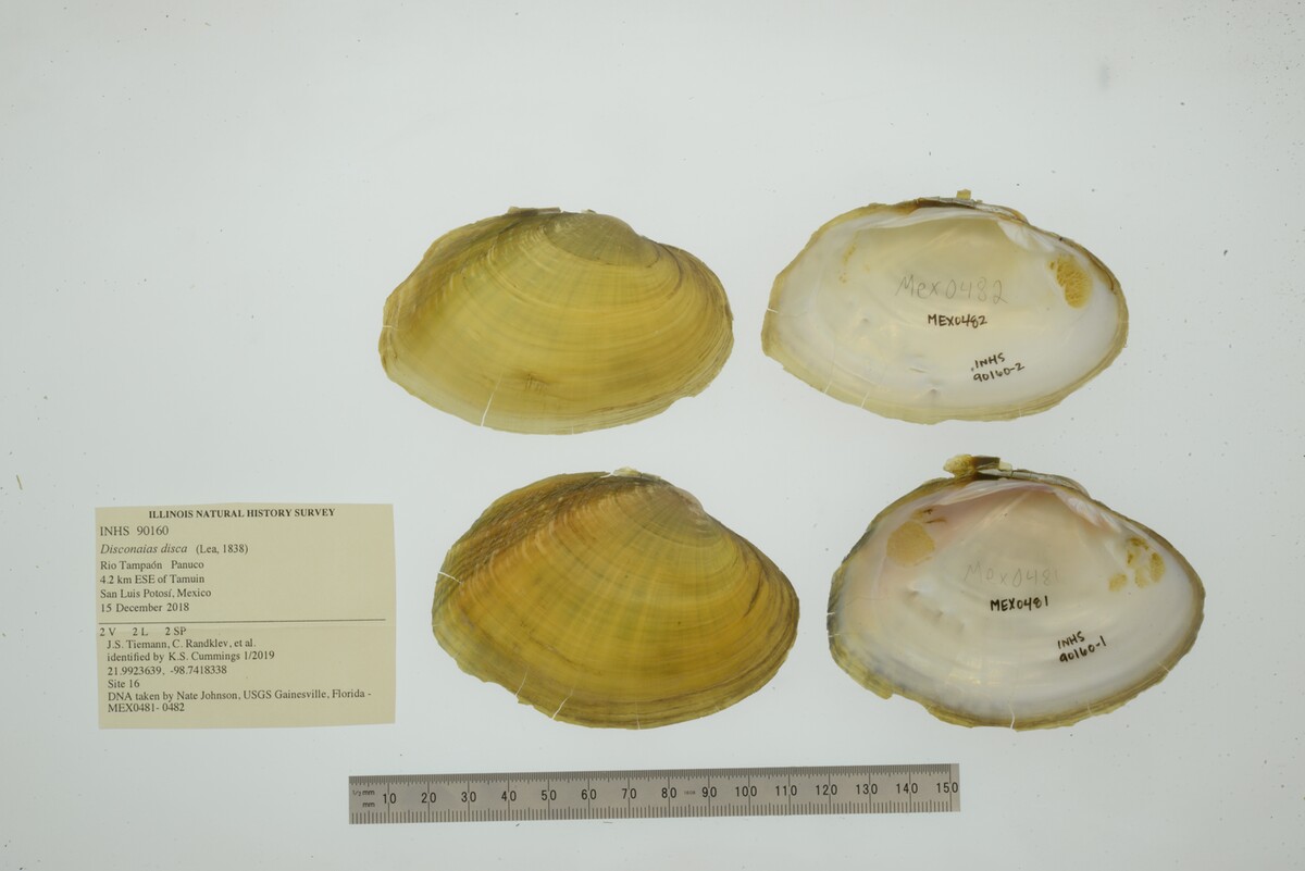 Disconaias disca image