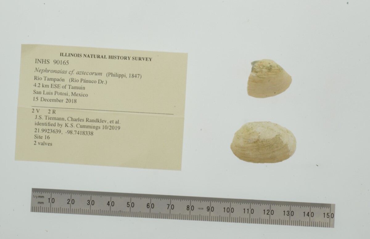 Nephronaias image
