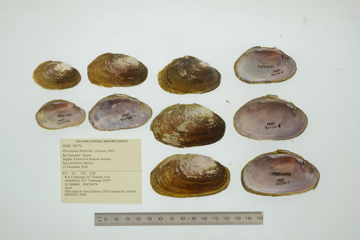 Disconaias fimbriata image