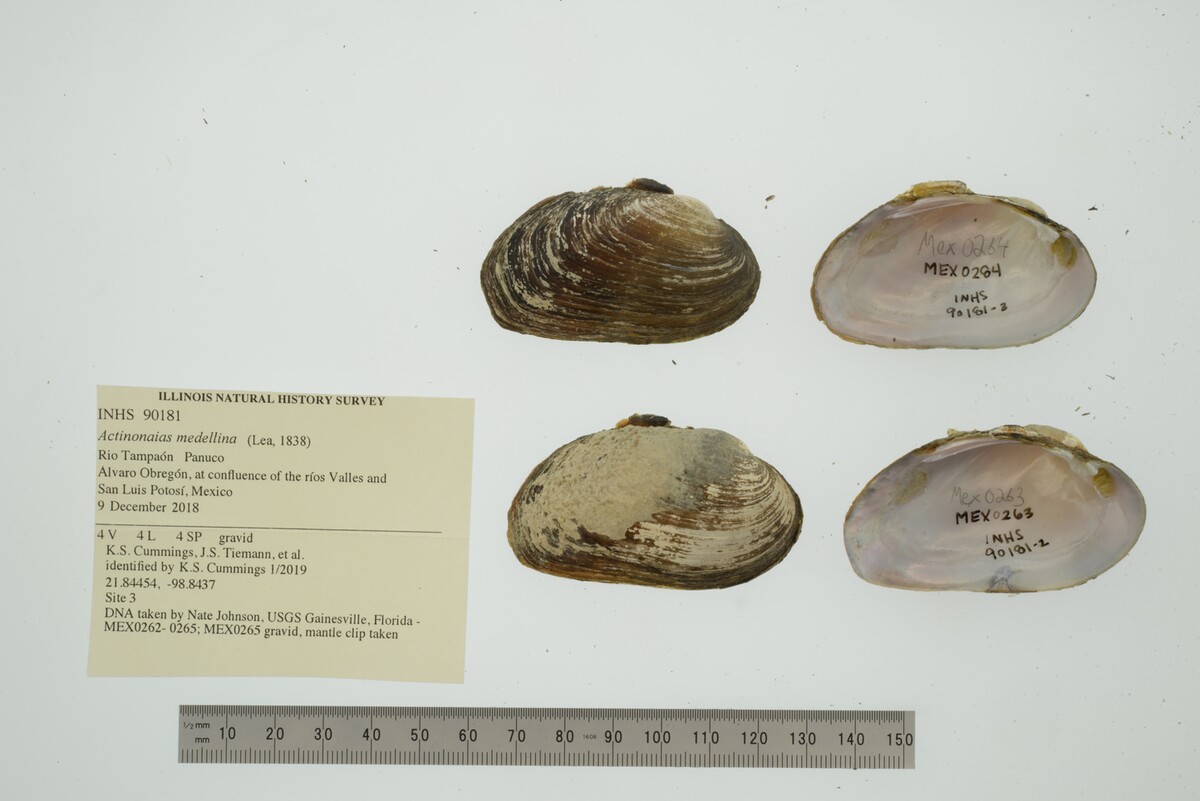 Actinonaias medellina image