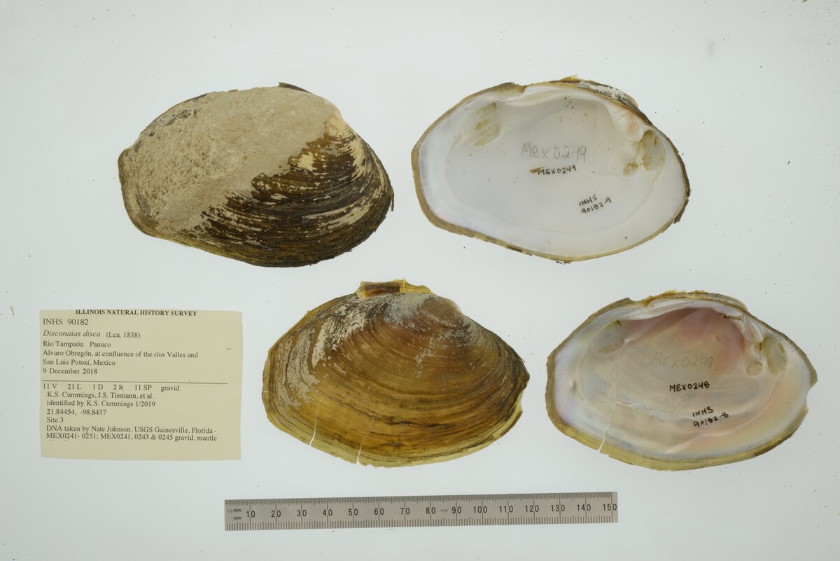 Disconaias image