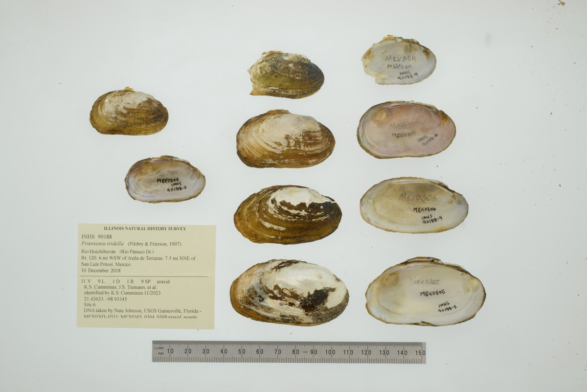 Friersonia iridella image