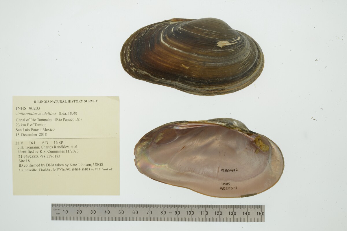 Actinonaias medellina image