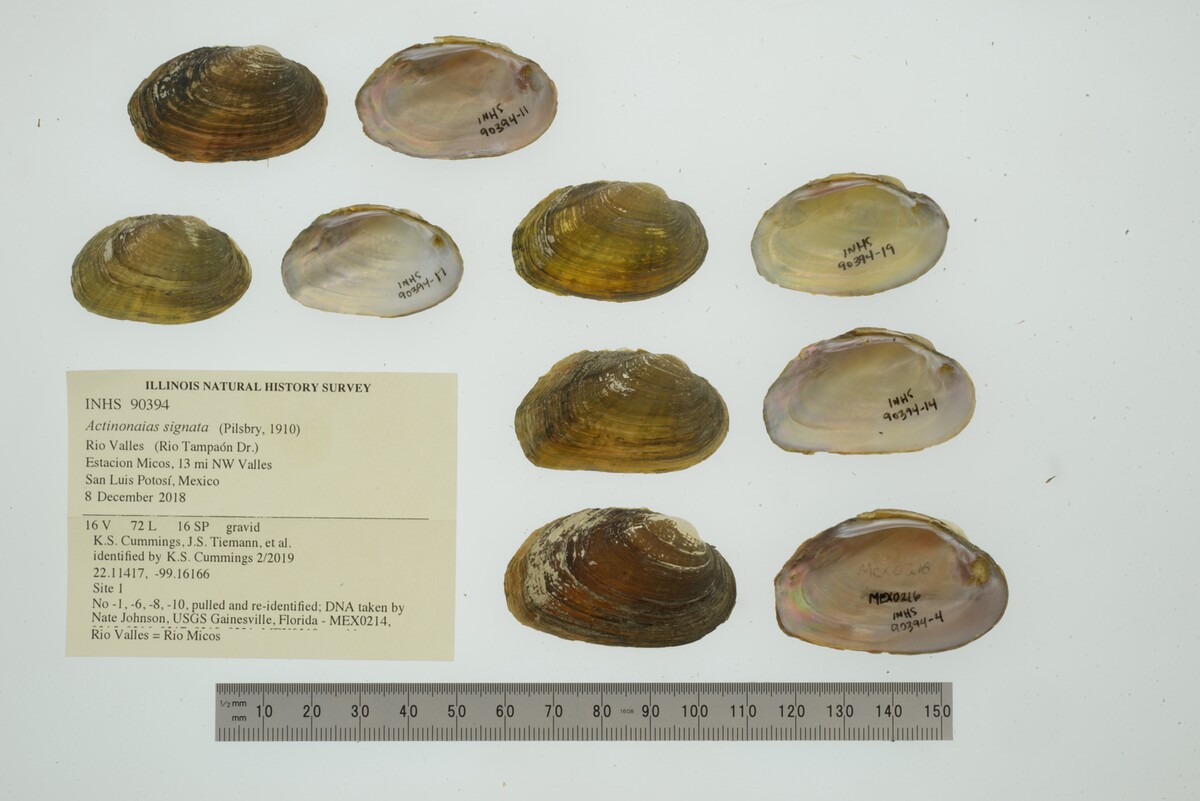 Actinonaias signata image