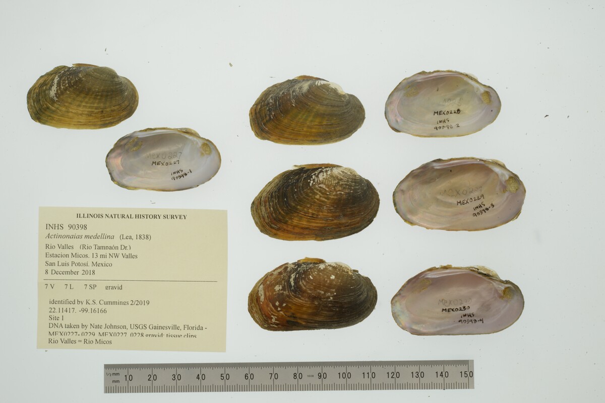 Actinonaias medellina image