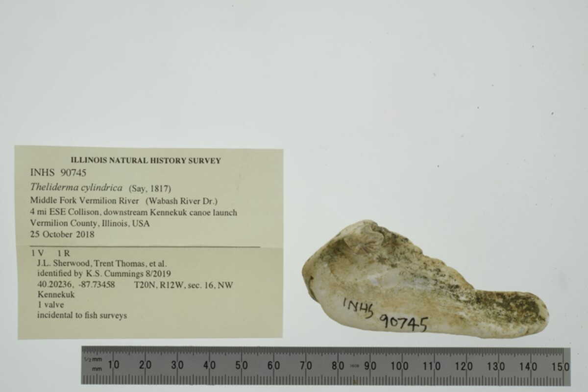 Theliderma image