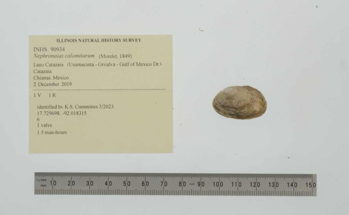 Nephronaias calamitarum image
