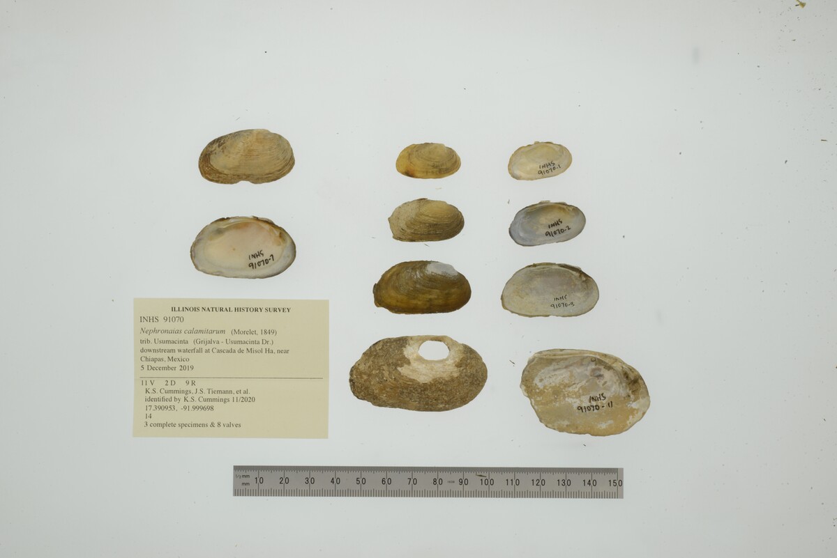 Nephronaias image