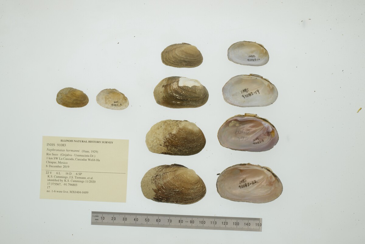 Nephronaias hermanni image