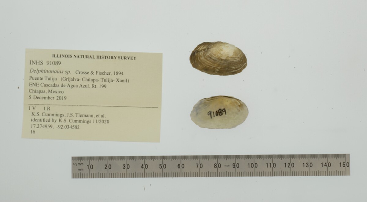 Delphinonaias image