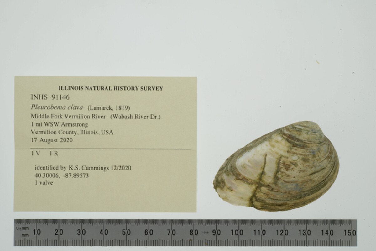 Pleurobema clava image